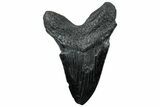 Bargain, Fossil Megalodon Tooth - South Carolina #299441-2